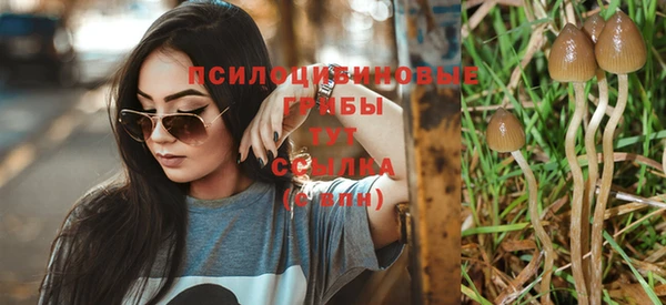 сатива Аркадак