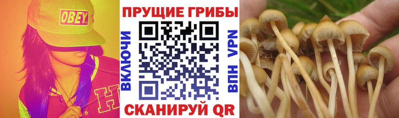 Псилоцибиновые грибы MAGIC MUSHROOMS  Полярные Зори 